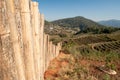 Bamboo fence