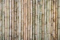 Bamboo fence background Royalty Free Stock Photo