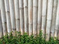 Bamboo fence background with green grass looks artistic