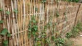 Bamboo fence background of the local house Royalty Free Stock Photo