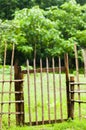 Bamboo fence