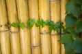 Bamboo fence, green leaf
