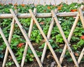 Bamboo fence