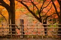 Bamboo fence with maple leaf background