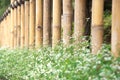 Bamboo Fence with Ornamental Perennial Shrub with White Flower