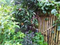 Bamboo Fence and Plants Royalty Free Stock Photo