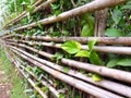 Bamboo Fence with Small Plant Royalty Free Stock Photo