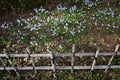 Bamboo fence and Spring Starflowers Royalty Free Stock Photo