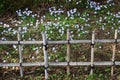 Bamboo fence and Spring Starflowers Royalty Free Stock Photo