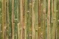 bamboo fence wall texture pattern for background Royalty Free Stock Photo