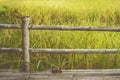 Bamboo fencing and rice fields / Background photo : film style photography Royalty Free Stock Photo