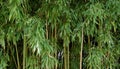 Bamboo field detail, green nature background