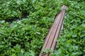 Bamboo floating on river