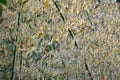 Bamboo flowering as white as snow Royalty Free Stock Photo