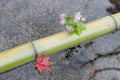 Bamboo, flowers, and red maple leaf in a chozubachi or water basin used to rinse the hands in Japanese temples Royalty Free Stock Photo