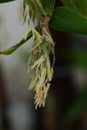 Bamboo flowers