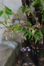 Bamboo flowers