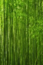 Bambú bosque 