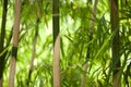 Bamboo forest Royalty Free Stock Photo
