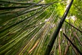 Bamboo Forest