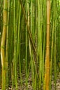 Bamboo forest Royalty Free Stock Photo