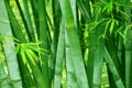 Bamboo forest Royalty Free Stock Photo
