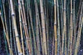 Bambus Wald 