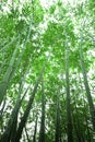 Bamboo forest Royalty Free Stock Photo