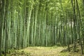 Bamboo forest Royalty Free Stock Photo