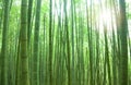 Bamboo forest