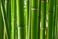 Bambus les 