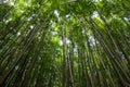 Bamboo Forest