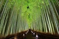 Bamboo Forest