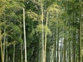 Bamboo Forest