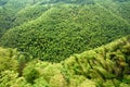 Bamboo forest Royalty Free Stock Photo