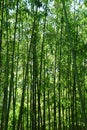 Bamboo forest Royalty Free Stock Photo