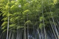 Bamboo forest in Adashino nenbutsuji temple