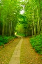 Bamboo forest and Alley