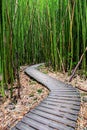 Bamboo Forest along Pipiwai Trail in Maui which can be found near the Road to Hana