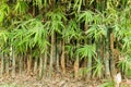 Bamboo in forest