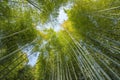 Bamboo forest