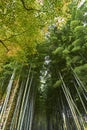 Bamboo forest in Arashiyama Kyoto during Autumn