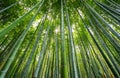 Bamboo forest, Arashiyama, Kyoto, Japan Royalty Free Stock Photo