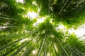 Bamboo forest, Arashiyama, Kyoto, Japan Royalty Free Stock Photo