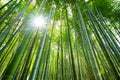 Bamboo forest, Arashiyama, Kyoto, Japan Royalty Free Stock Photo