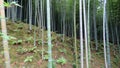 Bamboo forest in Arashiyama, Kyoto