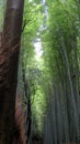 Bamboo forest in Arashiyama, Kyoto