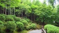 Bamboo forest in Arashiyama, Kyoto