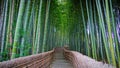 Bamboo Forest Royalty Free Stock Photo