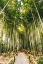 Bamboo forest Arashiyama near Kyoto, Japan Royalty Free Stock Photo